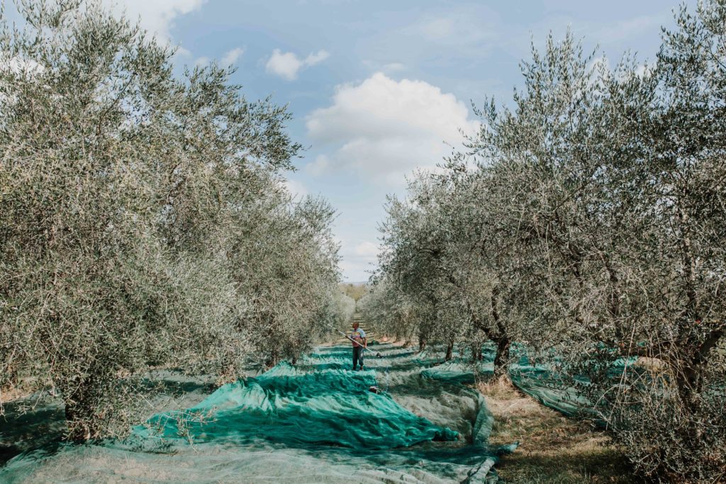 Raccolta olive