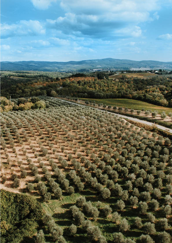 Oliveto Morettini